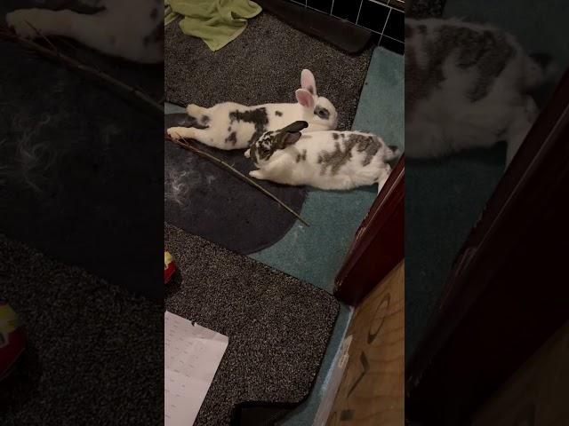 Lazy rabbits