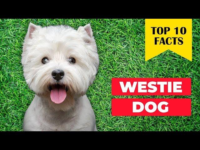 10 reasons to choose a WESTIE Terrier Dog