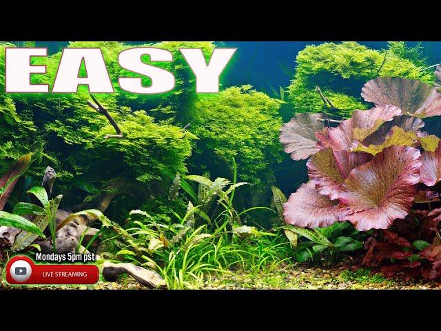 EASY to Grow Aquarium Plants - Steenfott Aquatics Live