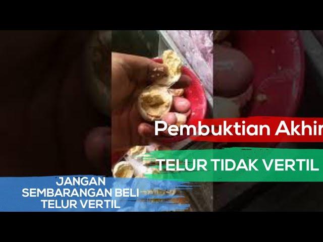 PEMBUKTIAN AKHIR TELUR TIDAK VERTIL || PENJUAL MEMAKSA BILANG VERTIL