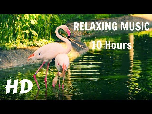 Flamingos Sweet Dance Moves Breathtaking Colors Relaxing Music Screensaver