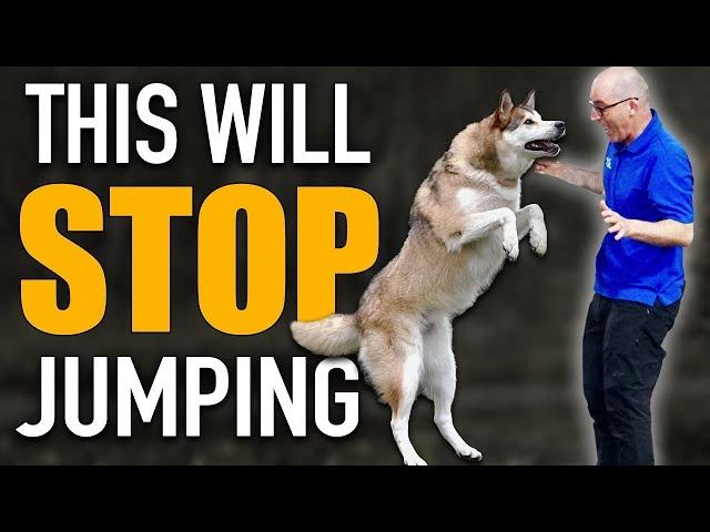 Do You Have A Dog Breed That LOVES To Jump?