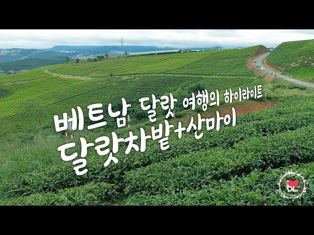 달랏차밭/산마이 - 베트남 달랏여행의 하이라이트 | 아름다운 풍경 가득!