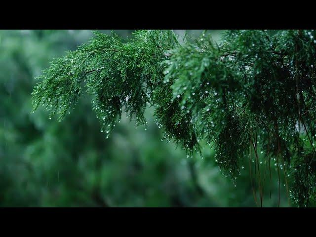 Rains Sounds for Relaxing, Focus or Deep Sleep | Nature White Noise | 10 Hour Video