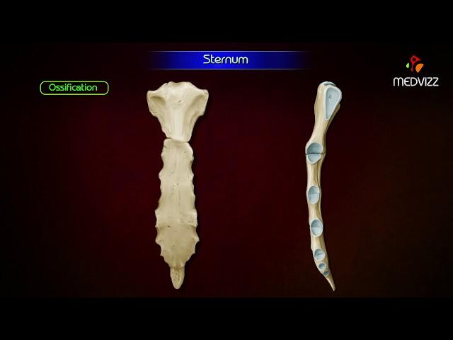 Sternum ‎Anatomy ( Osteology ) Animation - Parts , Location , Attachments and Clinical correlation