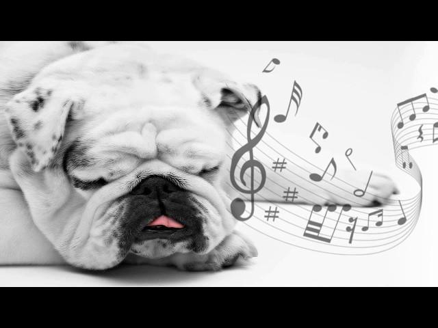 the best music to relax and sleep your dog - improve separation anxiety from the dog 