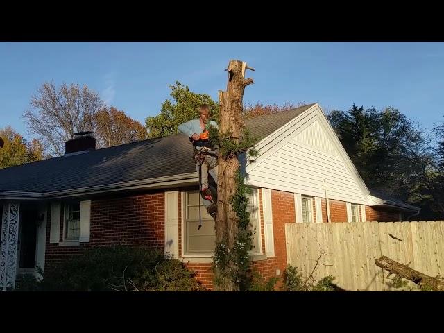 Removed Nuisance Red Cedar Tree, November 2024