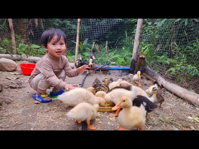 Mouse traps, using banana trees as food for ducks, single father's daily life