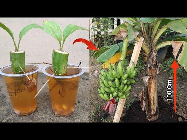 Remarkable Skill how to grow Banana from banana fruit with water