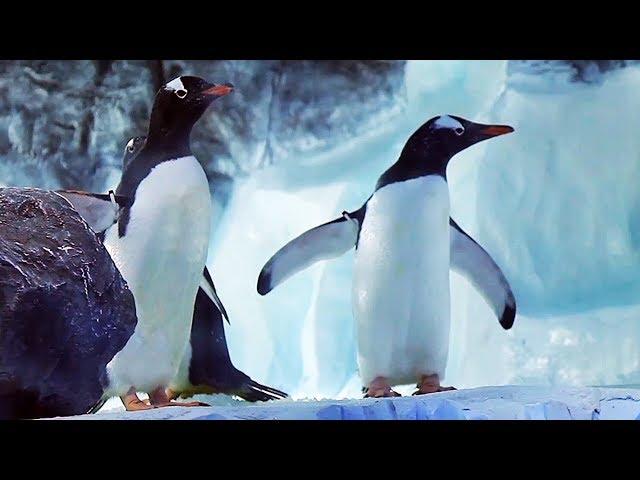 Penguin Exhibit at Sea Life Paris Aquarium in Val d'Europe - l’île des Manchots