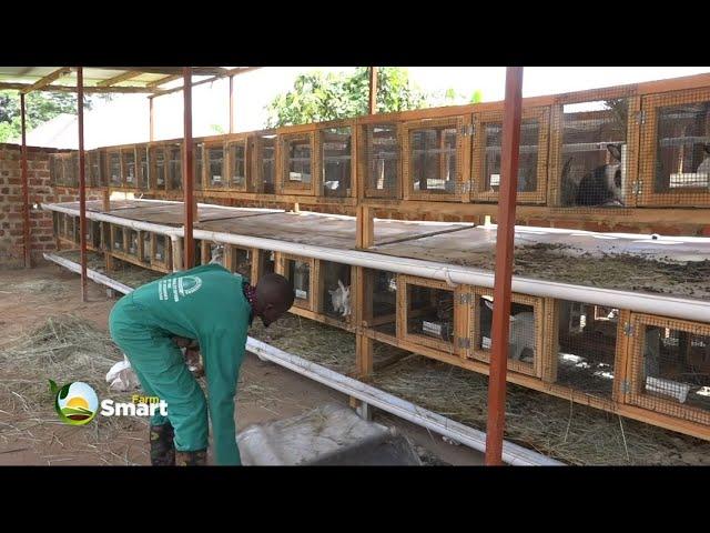 Rabbit Farming Business - Best Tips on Successful Cuniculture.