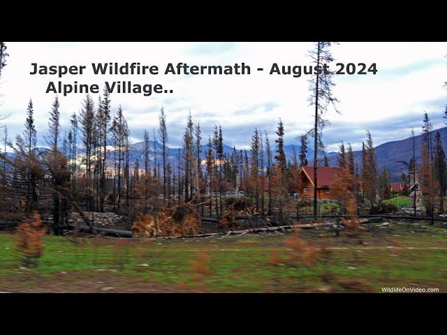 Jasper National Park 2024 Wildfire Aftermath