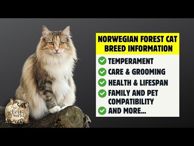 Norwegian Forest Cat 101: Everything You Need To Know - Is It the Right Cat for You?