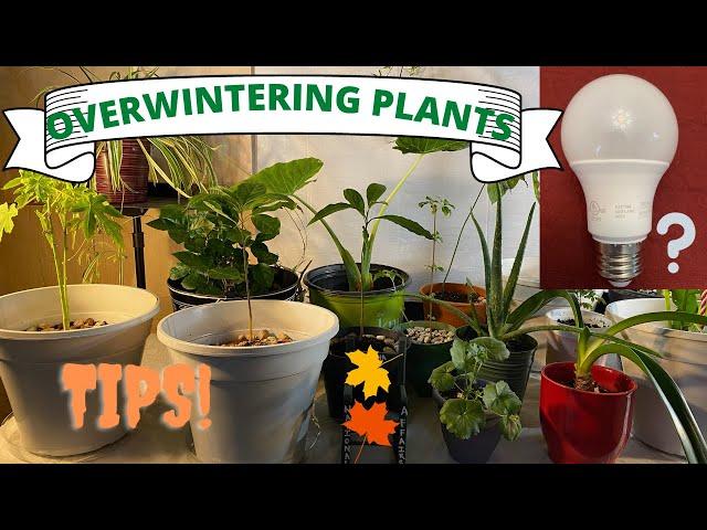 Tips for Overwintering Plants II Jersey Gardening