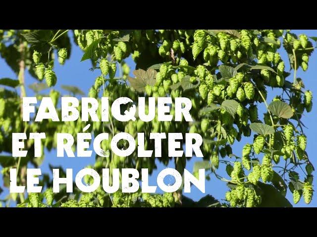 Fabriquer & Récolter Le Houblon : L'Invention d'un Agriculteur