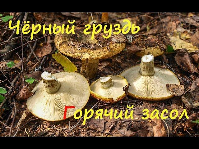 Чёрный груздь. Горячий засол.