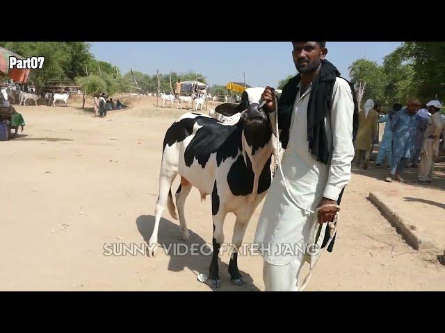 Today Domail Mandi Fatehjang Rate’s update`20Sep2024-Part07Sunny Video Fateh Jang Cow Mandi 2024