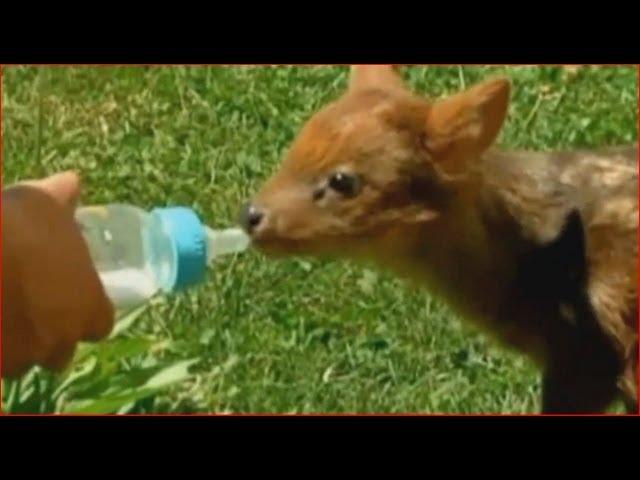 Pudu, the tiniest deer in the world rescued in Chile