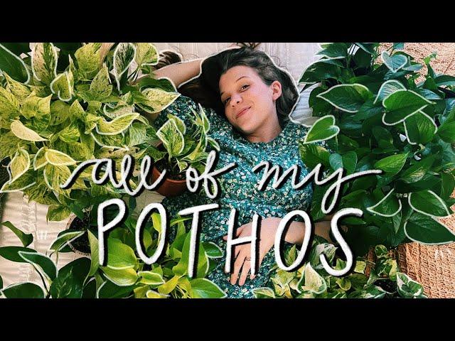 my epipremnum (pothos) collection! | 2021