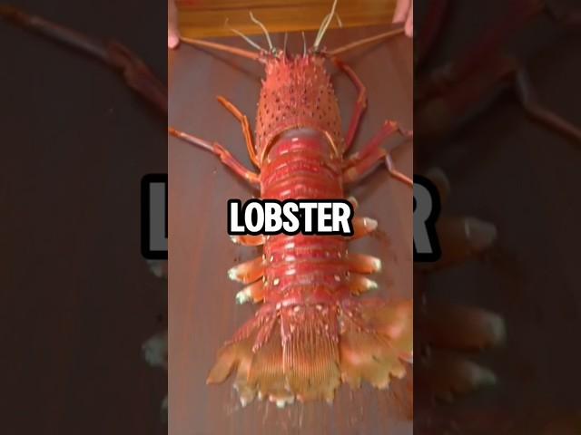  Magical Benefits Of Eating Lobster #lobster #shorts #shortsfeed #youtubeshorts #viralshorts