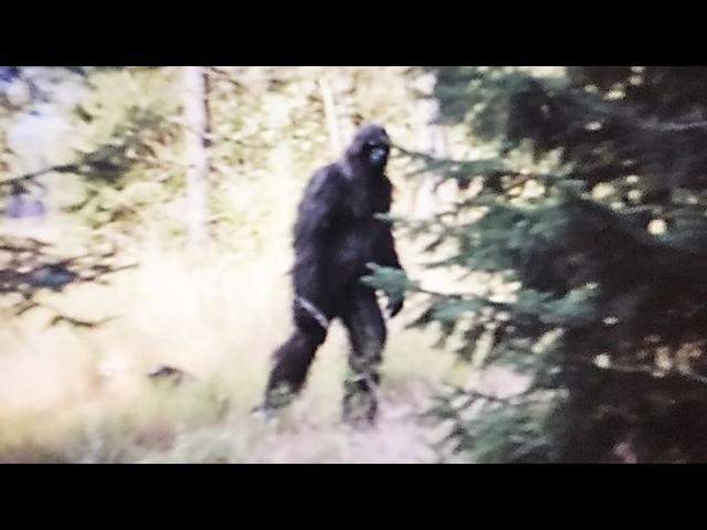 Bigfoot Caught on Camera? Sightings The Government Wanted Classified