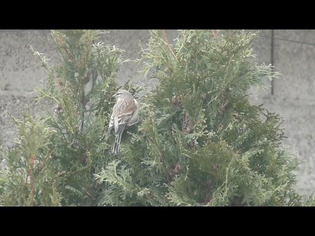 ловля репелов на местах ночевки.pardillo repeler la pesca.linnet repelir pesca.اصطياد الطيور