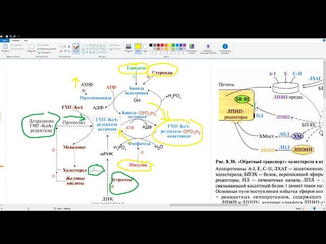 Обмен, синтез и регуляция холестерола. Поступление с пищей, транспорт. Обратный захват холестерола