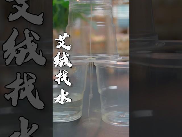 艾绒真的可以找水么？