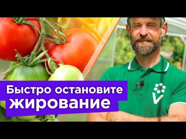 ВСЕГО 1 ЛОЖКА И ТОМАТЫ ПЕРЕСТАНУТ ЖИРОВАТЬ! Как быстро перевести томаты на плодоношение?