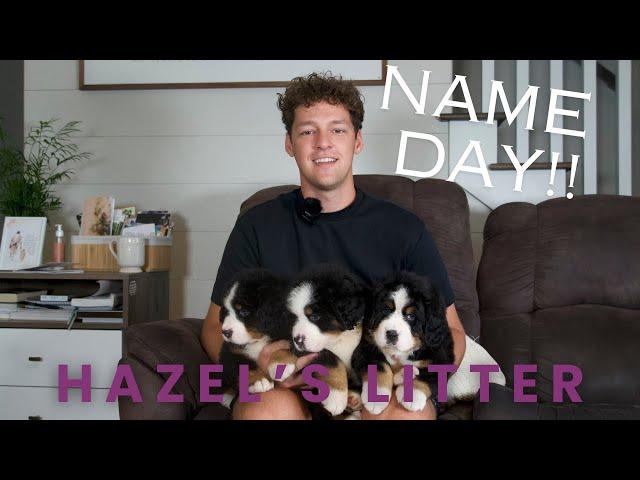 Hazel's Bernese Mountain Dog Puppies | Name Day!!