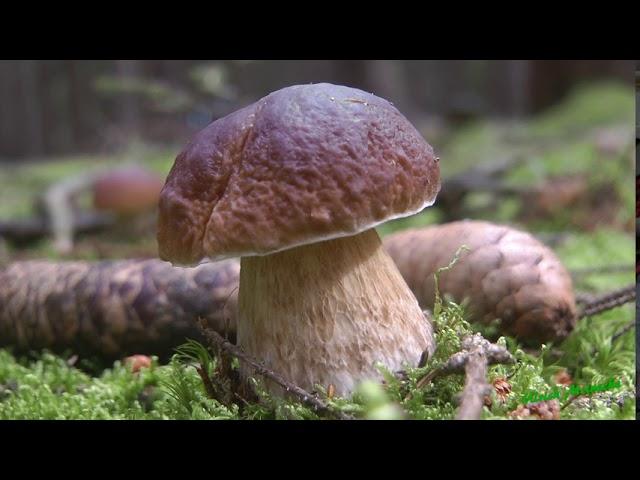 Steinpilze (Boletus) im Hoferland - Porcini mushrooms in the Hofer Land (Upper Franconia)