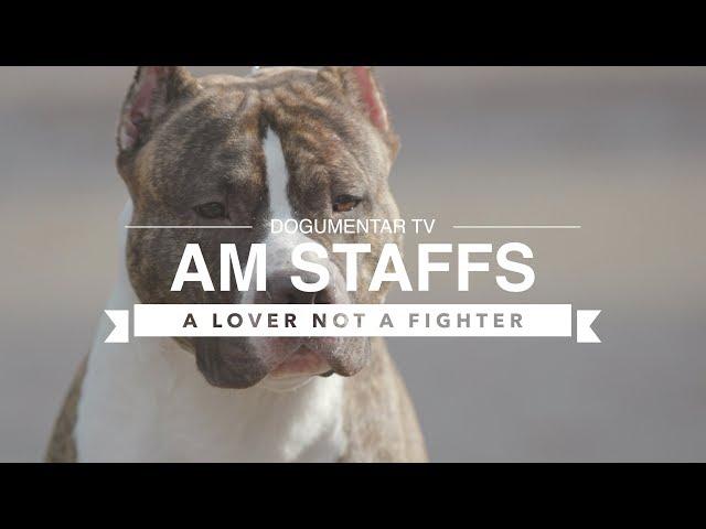 ALL ABOUT AMERICAN STAFFORDSHIRE TERRIERS