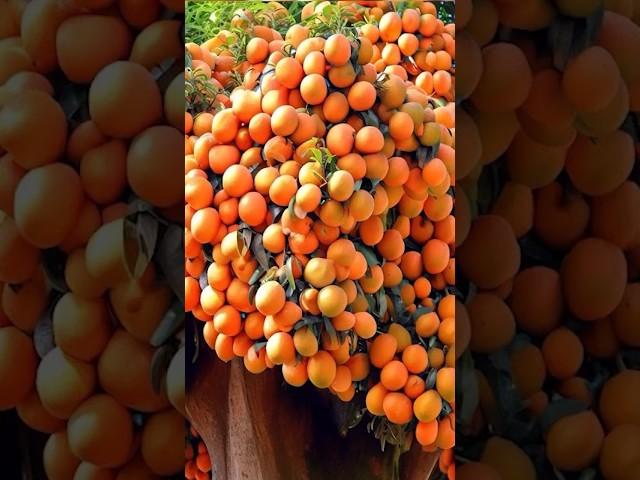 How to grow Orange from Orange Fruit for beginners #growingfruit #fruits #grow #shorts