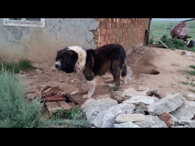 Брат Балканского Пирата! - Большой Питомник Кавказских Волкодавов!