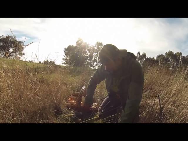 Mushroom Foraging Victoria Australia