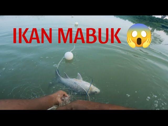 Luarbiasa Air Sungai Jadi Hijau Jernih ⁉️Ikan Mabuk..Menjaring IKAN