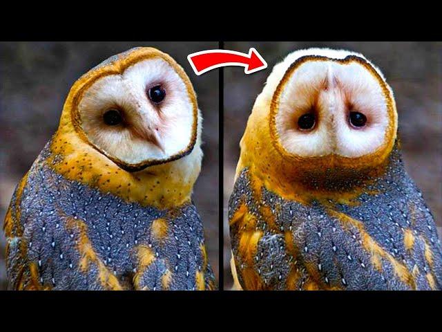 Animales Con Las Habilidades Más SORPRENDENTES