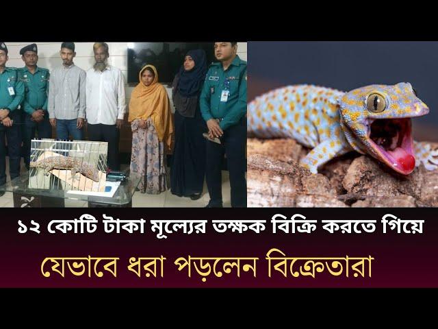 তক্ষক কেন এতো দামী| যেভাবে তক্ষক বিক্রি করে| কেন একটা তক্ষকের মূল্য ১২ কোটি| Tokkhok| Tokyo gecko|