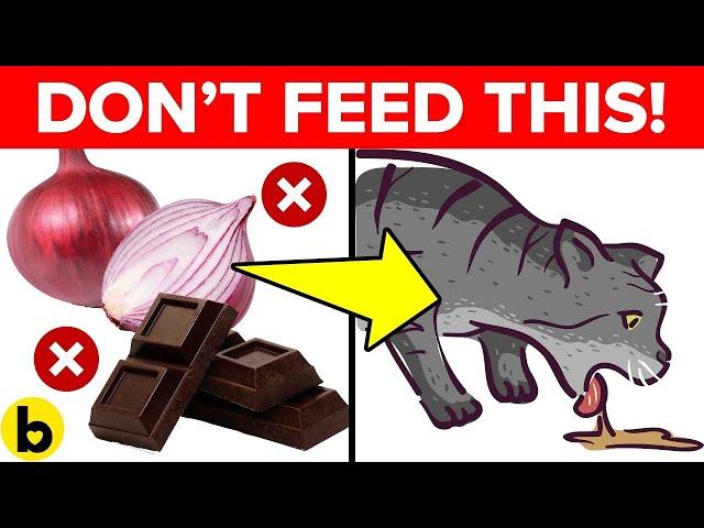 11 Foods That Will Kill Your Cat