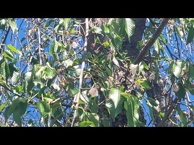 BEE WRANGLING IN WENDELL!! | Bee education | Stories Of Yesteryear