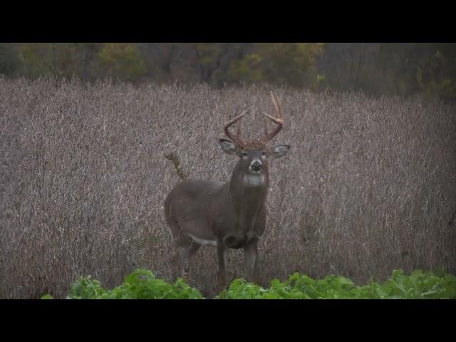 CRUSH Seeds of Science Amazin' Grains Food Plot