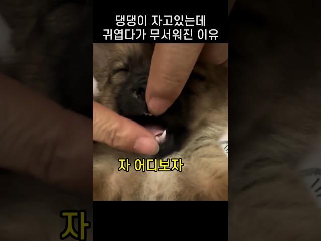 "자는거 맞지??.." 잠든 댕댕이 함부로 건드리면 위험함 이유