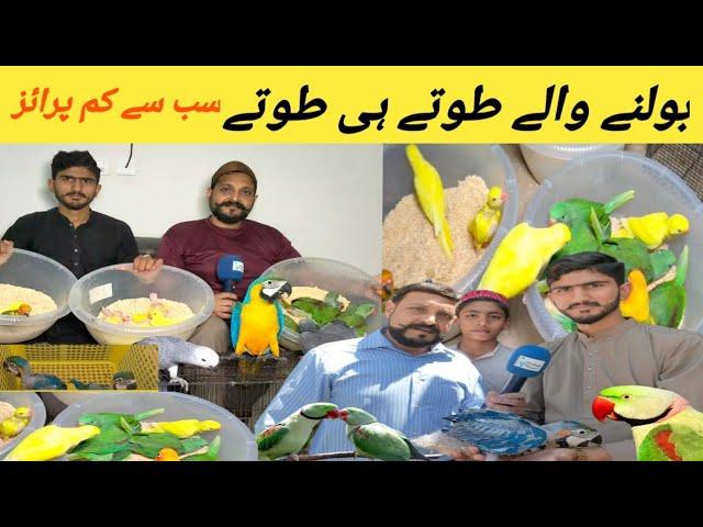 Bolny Waly tooty Ky bachy| Wo b itni Kam price mai | Birds Pr Big discount #ranapets #lovebird