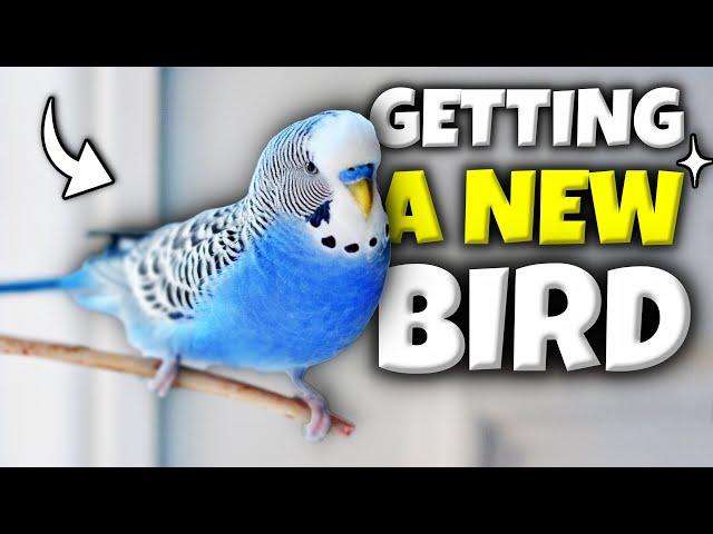 Everything You Need to Know Before Getting a Bird