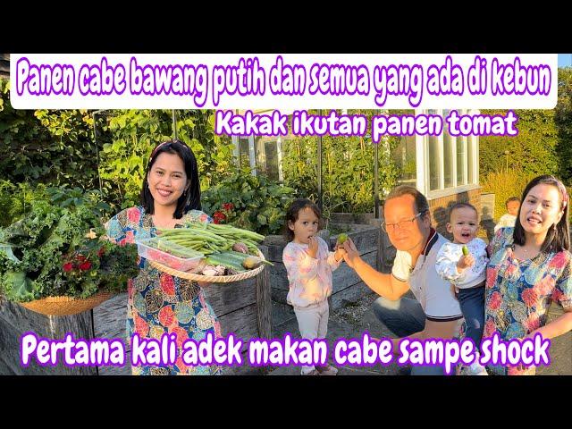 PANEN CABE BAWANG PUTIH DAN SEMUA YANG ADA DI KEBUN || PERTAMA KALI ADEK MAKAN CABE SAMPE SHOCK