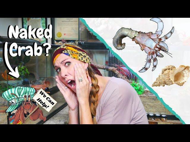 My Hermit Crab Left its SHELL!  What Do I Do? || Naked Hermit Crab Help