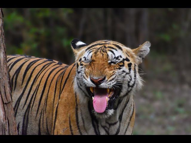 Wildlife Documentary of Tadoba National Park  II Tiger Country