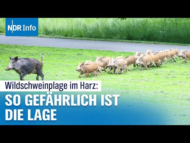 Harz im Ausnahmezustand: Wildschwein-Rotte versetzt St. Andreasberg in Angst | NDR Info