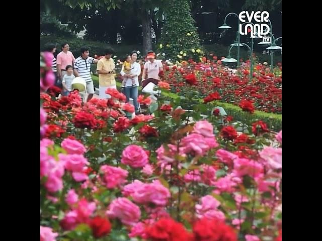사진 한 장이 영상이 되는 마법 #EVENT｜#에버랜드장미축제 #40주년