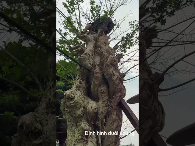 | NamLe Bonsai #bonsai #bonsaivietnam #bonsaitree